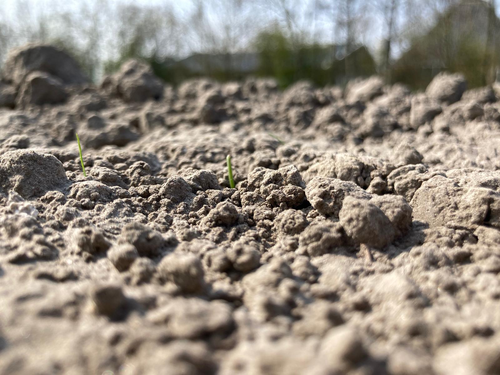 Bodemstructuur - Poldergraan